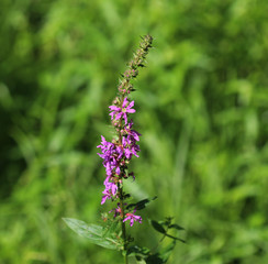 Fireweed (Chamaenerion angustifolium)