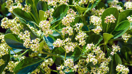 Foliage and flowers of Australian laurel (Pittosporum tobira). 