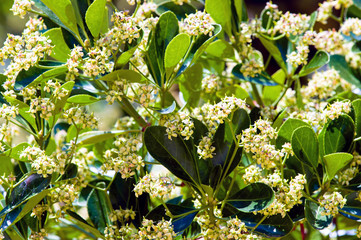 Fototapeta premium Foliage and flowers of Australian laurel (Pittosporum tobira). 