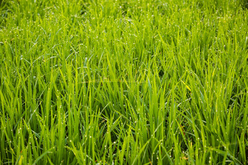 Drops on the rice plant in the morning.
