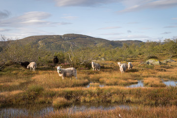Herd of sheep in a mountain landscape in Norway
