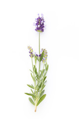 Fototapeta premium Lavender flowers.