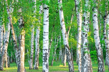 Peel and stick wall murals Birch grove birch grove in the early morning sunlight