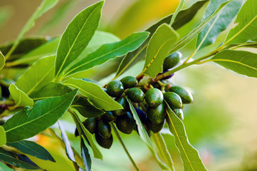 Fruits and foliage of Bay laurel (Laurus nobilis).