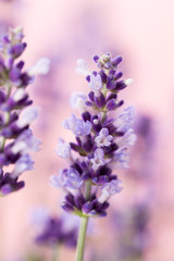 Lavender flowers.