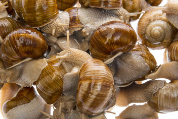 snail (Helix pomatia) - Burgundy snail - edible snail isolated on a white background