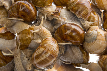 snail (Helix pomatia) - Burgundy snail - edible snail isolated on a white background