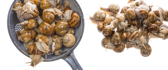 snail (Helix pomatia) - Burgundy snail - edible snail isolated on a white background