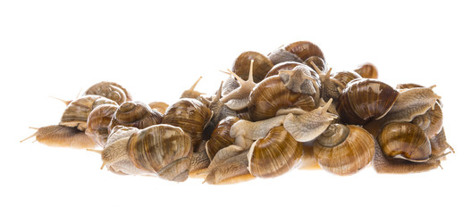 snail (Helix pomatia) - Burgundy snail - edible snail isolated on a white background