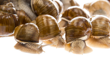snail (Helix pomatia) - Burgundy snail - edible snail isolated on a white background