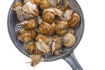 Fototapeta premium snail (Helix pomatia) - Burgundy snail - edible snail isolated on a white background