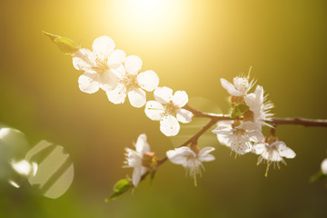 Blossoming of the apricot tree in spring time with white beautiful flowers. Macro image with copy space. Natural seasonal background.