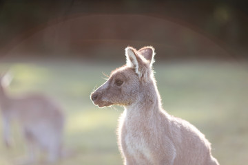 Kangaroo