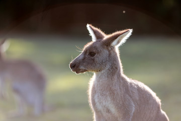 Kangaroo