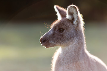 Kangaroo