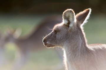 Kangaroo