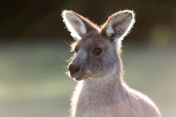 Kangaroo
