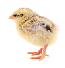 Small yellow chicken.