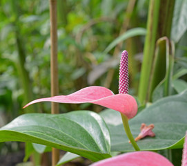 Anthurium