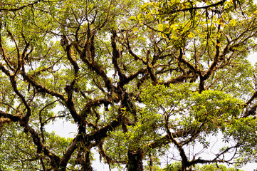 Crown of a dominant tropical tree with lichens and epiphytes (Costa Rica, Monteverde).