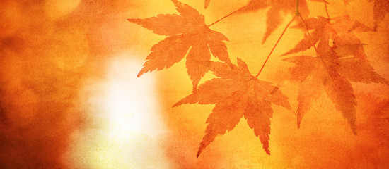 Naklejka na ściany i meble grunge background with autumn leaves