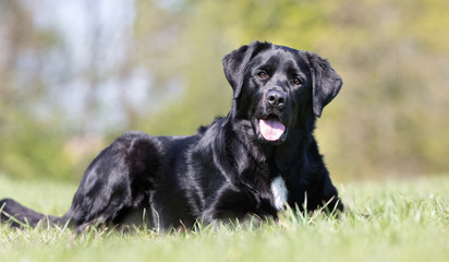 Black labrador retriever dog
