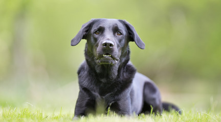 Labrador retriever dog