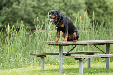 Rottweiler dog