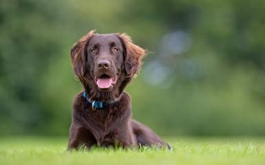 Flatcoated retriever dog