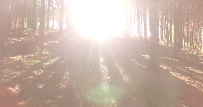 &Aacute;rvores de Pinus