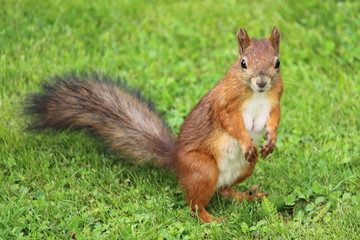 Naklejka na ściany i meble Squirrel on the lawn