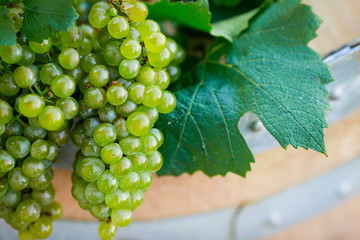 White grapes on wooden barrell background