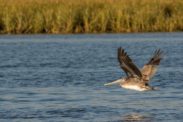 Fototapeta na wymiar Pelican in flight
