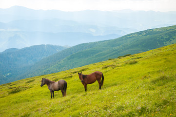 Grazing horses at high-land pasture at Carpathian Mountains. Two horses is grazed against mountains in the summer.