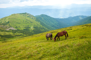 Fototapeta na wymiar Grazing horses at high-land pasture at Carpathian Mountains. Two horses is grazed against mountains in the summer.