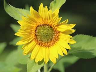Fototapeta premium Sunflower in the garden