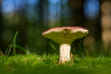 Fototapeta na wymiar Mushroom