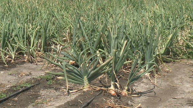 green onions in the garden Onion field. Onion grass. Onion on the field. Plantation of spring onion in the field
