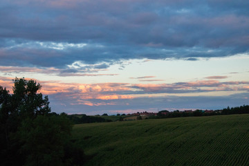 coloured pink early sunset over a green field of corn and a forest in the background