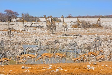 Okaukeujo waterhole teeming with many different animals including giraffe, zebra, impala - Namibia