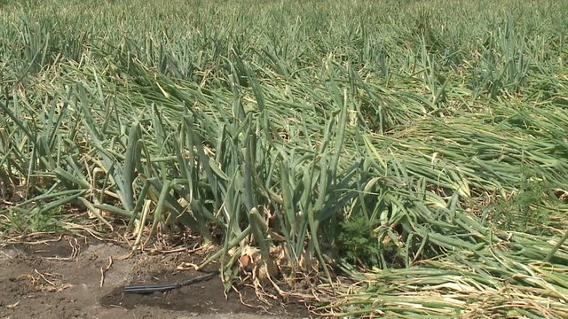 green onions in the garden Onion field. Onion grass. Onion on the field. Plantation of spring onion in the field