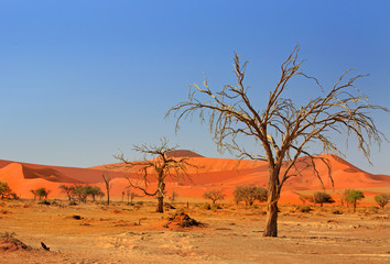 Fototapeta na wymiar Dry Bare Trees in the Namib Desert with a vibrant cloudless sky, and sand dunes - Namibia, Southern Africa