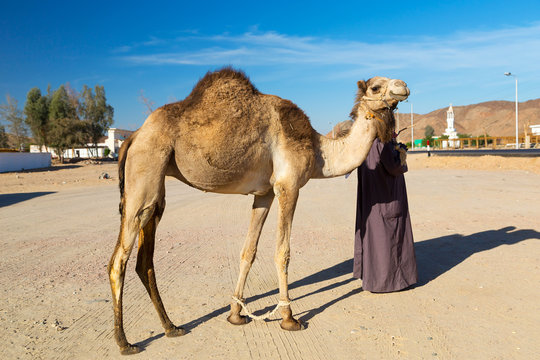 Camel owner in Hurghada, Egypt