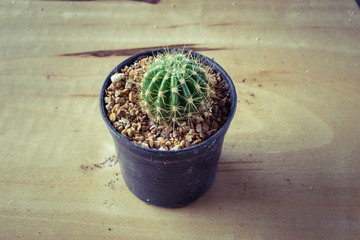cactus in potted ,on the table.