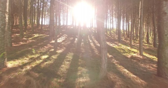 &Aacute;rvores de Pinus