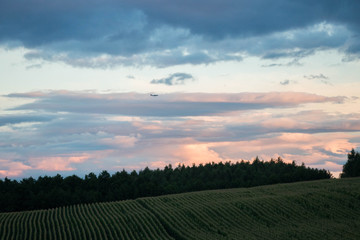 Obraz premium coloured pink early sunset over a green field of corn and a forest in the background