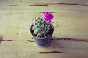 cactus in potted ,on the table.
