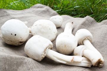 A few Mushrooms on cloth. Champignons.