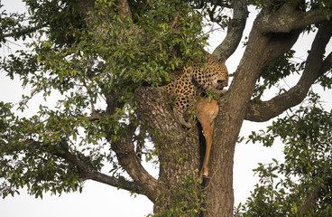 Fototapeta na wymiar Leopard with Prey in Tree