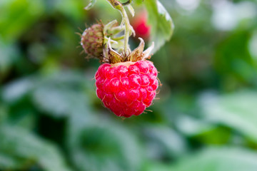 Raspberry on a branch in the garden